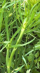 Սիբեխ ( Lat. Falcaria vulgari) Սիբեխը... - La flora y ...